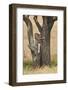 Leopard (Panthera Pardus) Carrying a Days-Old Blue Wildebeest (Brindled Gnu)Calf Up a Tree-James Hager-Framed Photographic Print