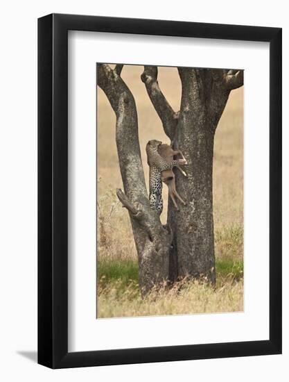 Leopard (Panthera Pardus) Carrying a Days-Old Blue Wildebeest (Brindled Gnu)Calf Up a Tree-James Hager-Framed Photographic Print