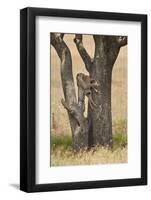 Leopard (Panthera Pardus) Carrying a Days-Old Blue Wildebeest (Brindled Gnu)Calf Up a Tree-James Hager-Framed Photographic Print