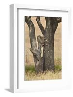 Leopard (Panthera Pardus) Carrying a Days-Old Blue Wildebeest (Brindled Gnu)Calf Up a Tree-James Hager-Framed Photographic Print