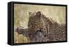 Leopard (Panthera Pardus) Carrying a Warthog-James Hager-Framed Stretched Canvas