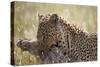 Leopard (Panthera Pardus) Carrying a Warthog-James Hager-Stretched Canvas