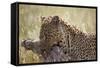 Leopard (Panthera Pardus) Carrying a Warthog-James Hager-Framed Stretched Canvas