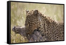 Leopard (Panthera Pardus) Carrying a Warthog-James Hager-Framed Stretched Canvas