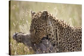 Leopard (Panthera Pardus) Carrying a Warthog-James Hager-Stretched Canvas