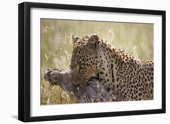 Leopard (Panthera Pardus) Carrying a Warthog-James Hager-Framed Premium Photographic Print