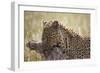 Leopard (Panthera Pardus) Carrying a Warthog-James Hager-Framed Premium Photographic Print