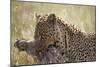 Leopard (Panthera Pardus) Carrying a Warthog-James Hager-Mounted Premium Photographic Print