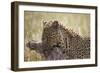 Leopard (Panthera Pardus) Carrying a Warthog-James Hager-Framed Photographic Print