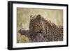 Leopard (Panthera Pardus) Carrying a Warthog-James Hager-Framed Photographic Print