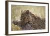 Leopard (Panthera Pardus) Carrying a Warthog-James Hager-Framed Photographic Print