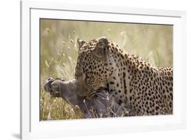 Leopard (Panthera Pardus) Carrying a Warthog-James Hager-Framed Photographic Print