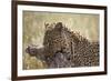 Leopard (Panthera Pardus) Carrying a Warthog-James Hager-Framed Photographic Print