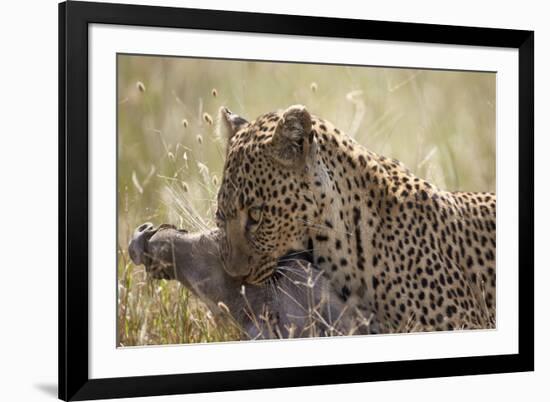 Leopard (Panthera Pardus) Carrying a Warthog-James Hager-Framed Photographic Print