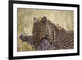 Leopard (Panthera Pardus) Carrying a Warthog-James Hager-Framed Photographic Print