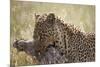 Leopard (Panthera Pardus) Carrying a Warthog-James Hager-Mounted Photographic Print