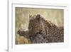 Leopard (Panthera Pardus) Carrying a Warthog-James Hager-Framed Photographic Print