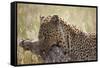 Leopard (Panthera Pardus) Carrying a Warthog-James Hager-Framed Stretched Canvas