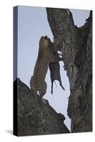 Leopard (Panthera Pardus) Carrying a Warthog-James Hager-Stretched Canvas