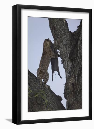 Leopard (Panthera Pardus) Carrying a Warthog-James Hager-Framed Photographic Print