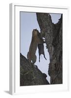 Leopard (Panthera Pardus) Carrying a Warthog-James Hager-Framed Photographic Print