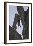 Leopard (Panthera Pardus) Carrying a Warthog-James Hager-Framed Photographic Print