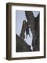 Leopard (Panthera Pardus) Carrying a Warthog-James Hager-Framed Photographic Print