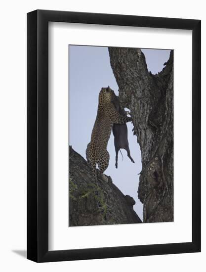 Leopard (Panthera Pardus) Carrying a Warthog-James Hager-Framed Photographic Print