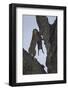 Leopard (Panthera Pardus) Carrying a Warthog-James Hager-Framed Photographic Print