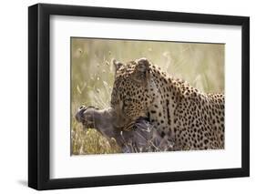 Leopard (Panthera Pardus) Carrying a Warthog-James Hager-Framed Photographic Print