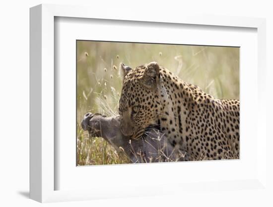 Leopard (Panthera Pardus) Carrying a Warthog-James Hager-Framed Photographic Print