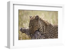 Leopard (Panthera Pardus) Carrying a Warthog-James Hager-Framed Photographic Print