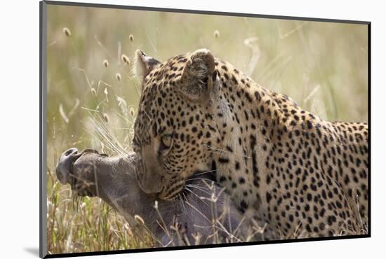 Leopard (Panthera Pardus) Carrying a Warthog-James Hager-Mounted Photographic Print