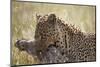 Leopard (Panthera Pardus) Carrying a Warthog-James Hager-Mounted Photographic Print