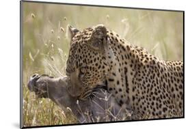 Leopard (Panthera Pardus) Carrying a Warthog-James Hager-Mounted Photographic Print
