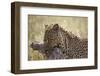 Leopard (Panthera Pardus) Carrying a Warthog-James Hager-Framed Premium Photographic Print