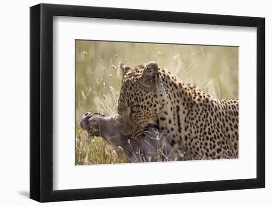 Leopard (Panthera Pardus) Carrying a Warthog-James Hager-Framed Premium Photographic Print