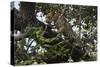 Leopard (Panthera Pardus), Chobe National Park, Botswana, Africa-Sergio Pitamitz-Stretched Canvas