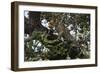 Leopard (Panthera Pardus), Chobe National Park, Botswana, Africa-Sergio Pitamitz-Framed Photographic Print