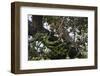 Leopard (Panthera Pardus), Chobe National Park, Botswana, Africa-Sergio Pitamitz-Framed Photographic Print