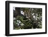 Leopard (Panthera Pardus), Chobe National Park, Botswana, Africa-Sergio Pitamitz-Framed Photographic Print