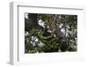 Leopard (Panthera Pardus), Chobe National Park, Botswana, Africa-Sergio Pitamitz-Framed Photographic Print