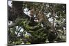 Leopard (Panthera Pardus), Chobe National Park, Botswana, Africa-Sergio Pitamitz-Mounted Photographic Print