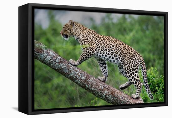 Leopard (Panthera Pardus) Climbing on Tree, Ndutu, Ngorongoro Conservation Area, Tanzania-null-Framed Stretched Canvas