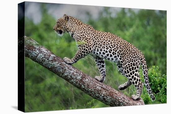 Leopard (Panthera Pardus) Climbing on Tree, Ndutu, Ngorongoro Conservation Area, Tanzania-null-Stretched Canvas