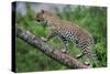 Leopard (Panthera Pardus) Climbing on Tree, Ndutu, Ngorongoro Conservation Area, Tanzania-null-Stretched Canvas