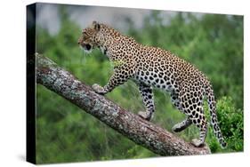 Leopard (Panthera Pardus) Climbing on Tree, Ndutu, Ngorongoro Conservation Area, Tanzania-null-Stretched Canvas