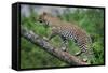 Leopard (Panthera Pardus) Climbing on Tree, Ndutu, Ngorongoro Conservation Area, Tanzania-null-Framed Stretched Canvas