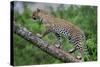 Leopard (Panthera Pardus) Climbing on Tree, Ndutu, Ngorongoro Conservation Area, Tanzania-null-Stretched Canvas