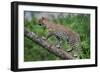 Leopard (Panthera Pardus) Climbing on Tree, Ndutu, Ngorongoro Conservation Area, Tanzania-null-Framed Photographic Print